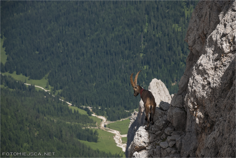 2013 08 03 cima della vezzana 0822