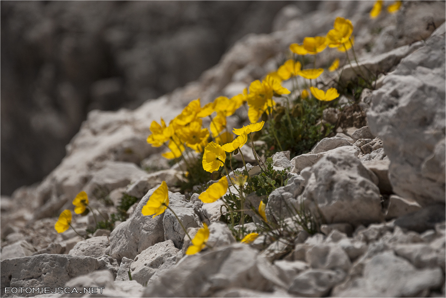 2013 08 03 cima della vezzana 0833
