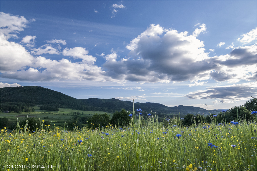 Kuwik samotne drzewo dąb w Inwałdzie panorama Beskidu Małego