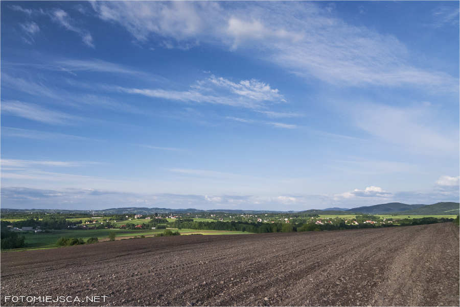 Kuwik samotne drzewo dąb w Inwałdzie panorama