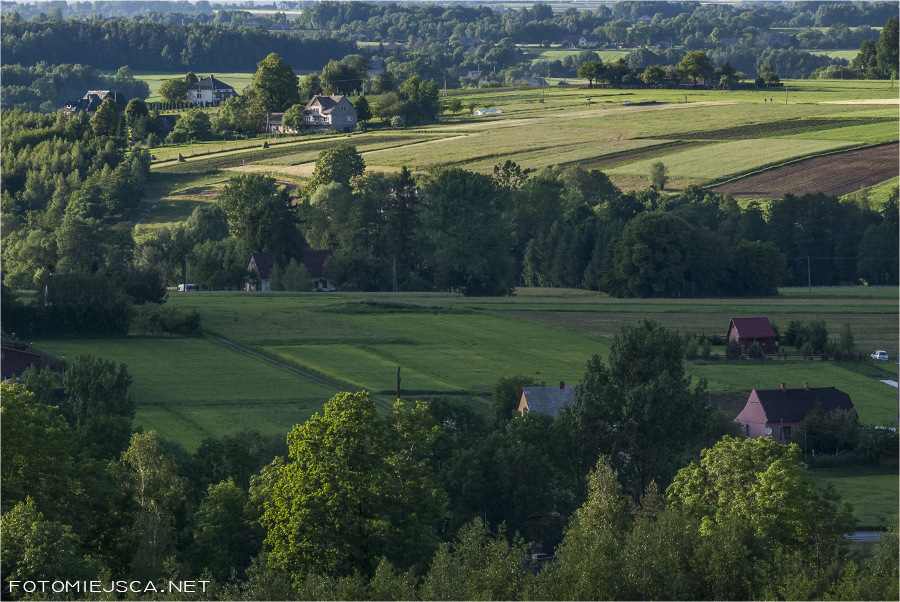 Kuwik samotne drzewo dąb w Inwałdzie panorama
