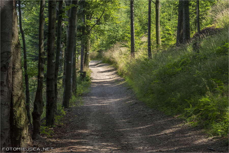 2019 07 28 leskowiec 0942