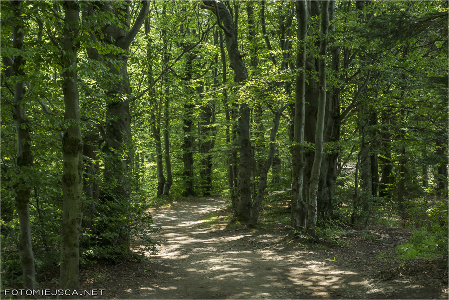 2019 07 28 leskowiec 0975