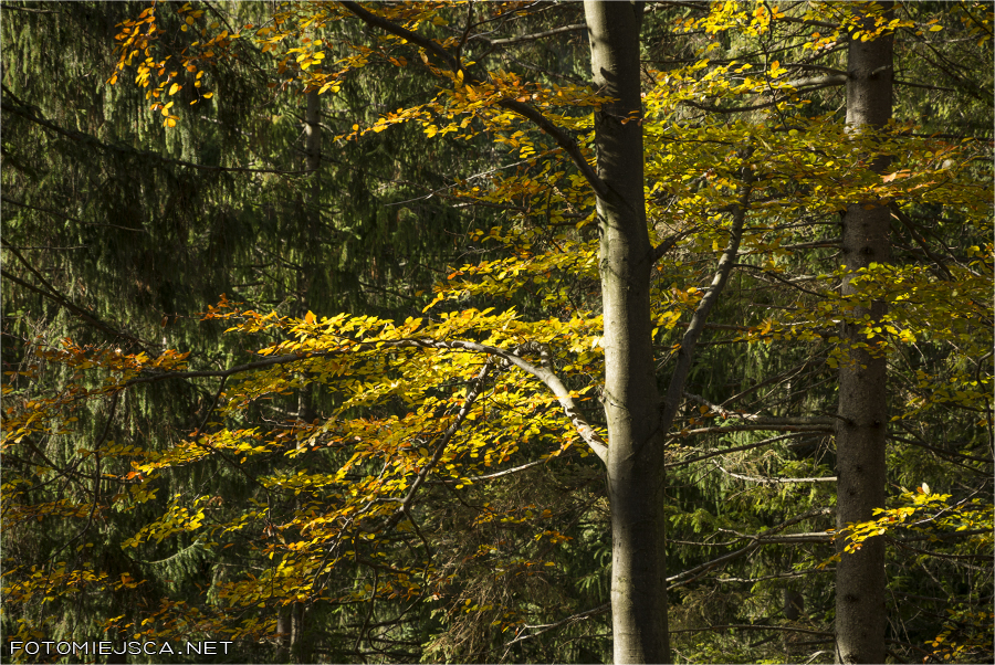 2014 11 02 mala wielka rycerzowa 3240