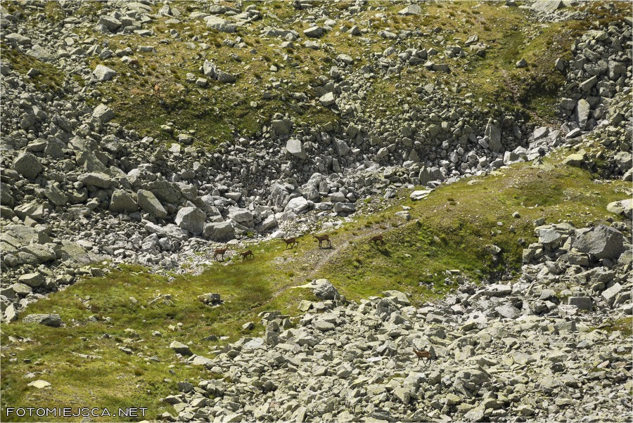 Kozice w Wołowej Kotlince Wołowy Grzbiet Tatry Wysokie Słowackie